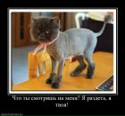 Ольга Світла фотография #31 (источник - https://vk.com/id9191530)