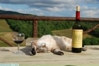 Марія Хiлова фотография #25 (источник - https://vk.com/id12710192)