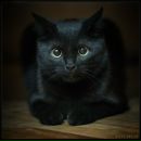 Фотография Дмитриенко Ксении