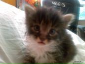 Фотография Медведева Валерия