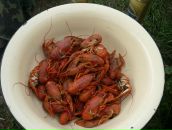 Дмитрий Торкель фотография #11 (источник - https://vk.com/id781817)