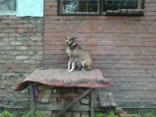 Фотография Баннова Никиты