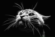 Наталочка Фреїв фотография #4 (источник - https://vk.com/id34366168)