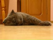 Антон Аплемах фотография #21 (источник - https://vk.com/id97632)