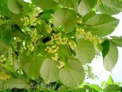 Фотография Ворожцовой Елены