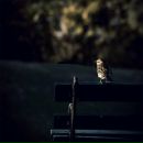 Фотография Mova Anna