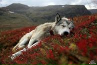 Фотография Курчашова Павла