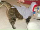 Котэ !!! фотография #16 (источник - https://vk.com/id145725628)