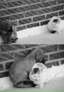 Софья Константиновна фотография #1