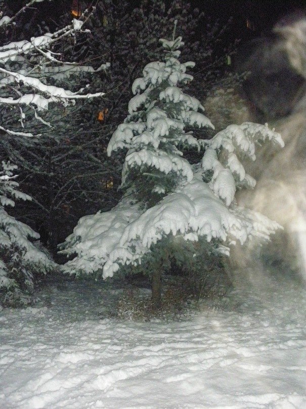 Тома Никоненко фотография #26