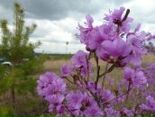 Фотография Шемякиной Елены