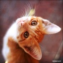 Anna Ya фотография #28 (источник - https://vk.com/id123487983)