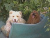 Сергій Петров фотография #32 (источник - https://vk.com/id92831660)