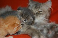 Кіріл Петрук фотография #37 (источник - https://vk.com/id2620559)