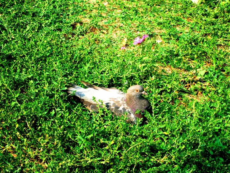 Ольга Гребенникова фотография #7