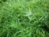 Фотография Юманкина Дмитрия