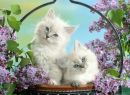 Іванка Бусел фотография #1