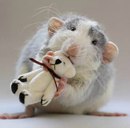 Дашутка Бабікова фотография #14 (источник - https://vk.com/id165368244)