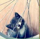 Фотография Deluxe Sashysik