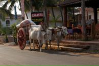 Фотография Майер Наили