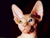 Фотография Гребецкой Екатерины