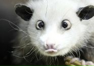 Фотография Балакиревой Алины