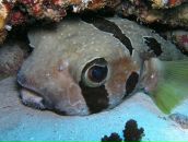 Слим Лю фотография #9 (источник - https://vk.com/id899625)