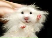 Фотография Короленко Галины