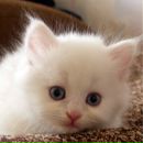 Андрій Ліннік фотография #35 (источник - https://vk.com/id153792486)