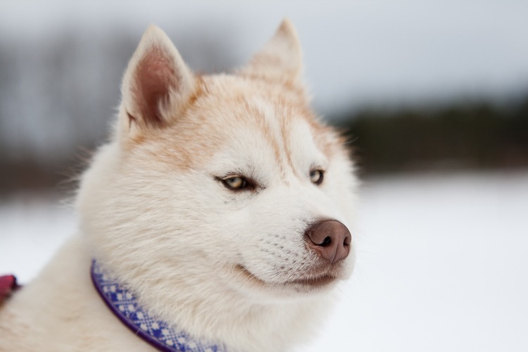 Дмитрий Тепляков фотография #21