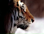 Фотография Миннахметова Артурки