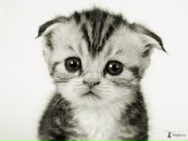 Фотография Сивухи Дмитрия