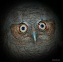 Володя Кривішин фотография #21 (источник - https://vk.com/id101053638)