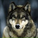 Коля Снітко фотография #4 (источник - https://vk.com/id75786695)