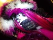 さつき 氏... фотография #1