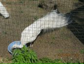 Віка Фоменко фотография #10 (источник - https://vk.com/id13295237)