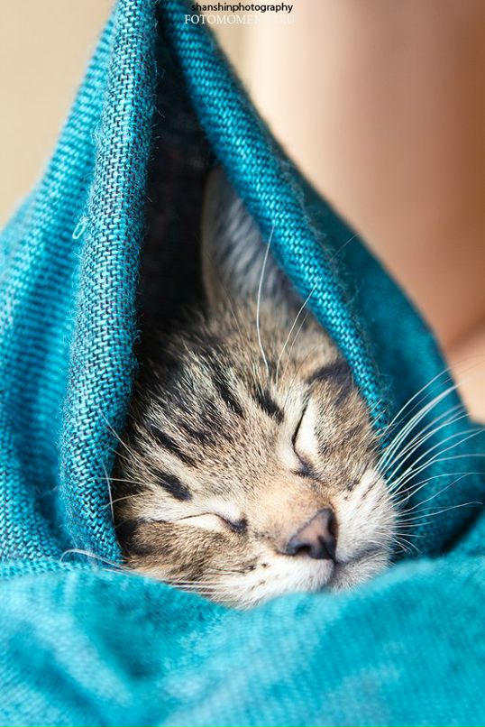 Светлана Линчевская фотография #40