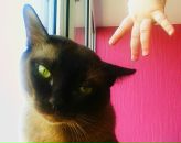 Фотография Никифоровой Евгении