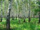 Фотография Погодиной Елены