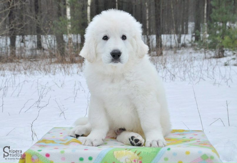 Sandra Kaleja фотография #23