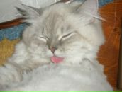 Фотография Деда Дядя