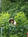 Лілюська Стефінів фотография #9 (источник - https://vk.com/id44360854)