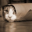 Вільям Леґран фотография #28 (источник - https://vk.com/id90513516)