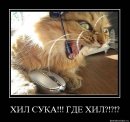 Костянтин Огороднік фотография #27 (источник - https://vk.com/id11103382)