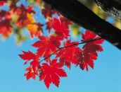 Фотография Пенкиной Дарьи