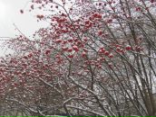 Фотография Семашкиной Елены