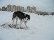 Фотография Николаевой Дарьи