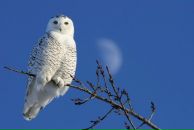 Фотография Резника Артёма