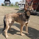 Фотография Новиков Саша