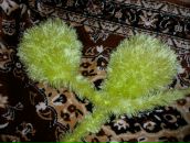 Роман Орлов фотография #17 (источник - https://vk.com/id9727451)